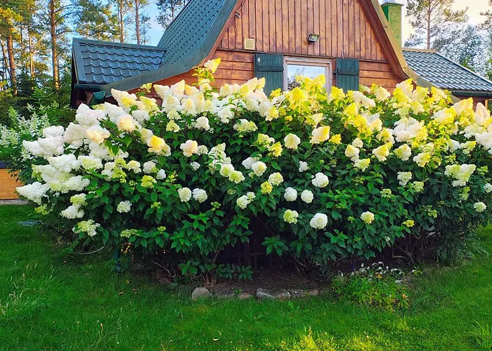 Baby Jagi - Z Balia I Kominkiem W Lesie Posrod Jezior